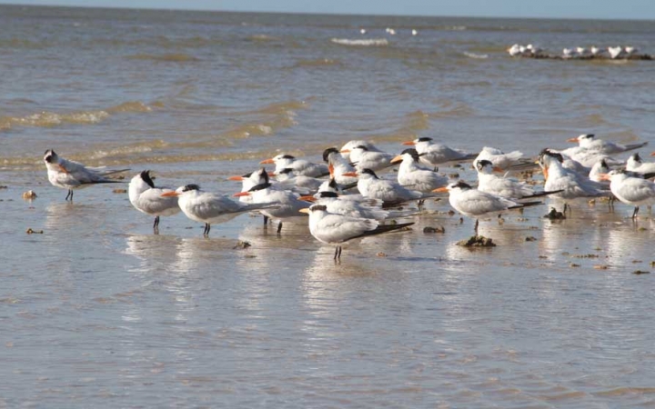 a group of waterfowl stand in shallow waters